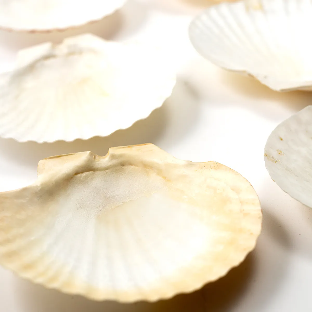 Polished Lions Paw Scallop Shell Large Seashells White, Orange and Rust color - 6.5" x 7"