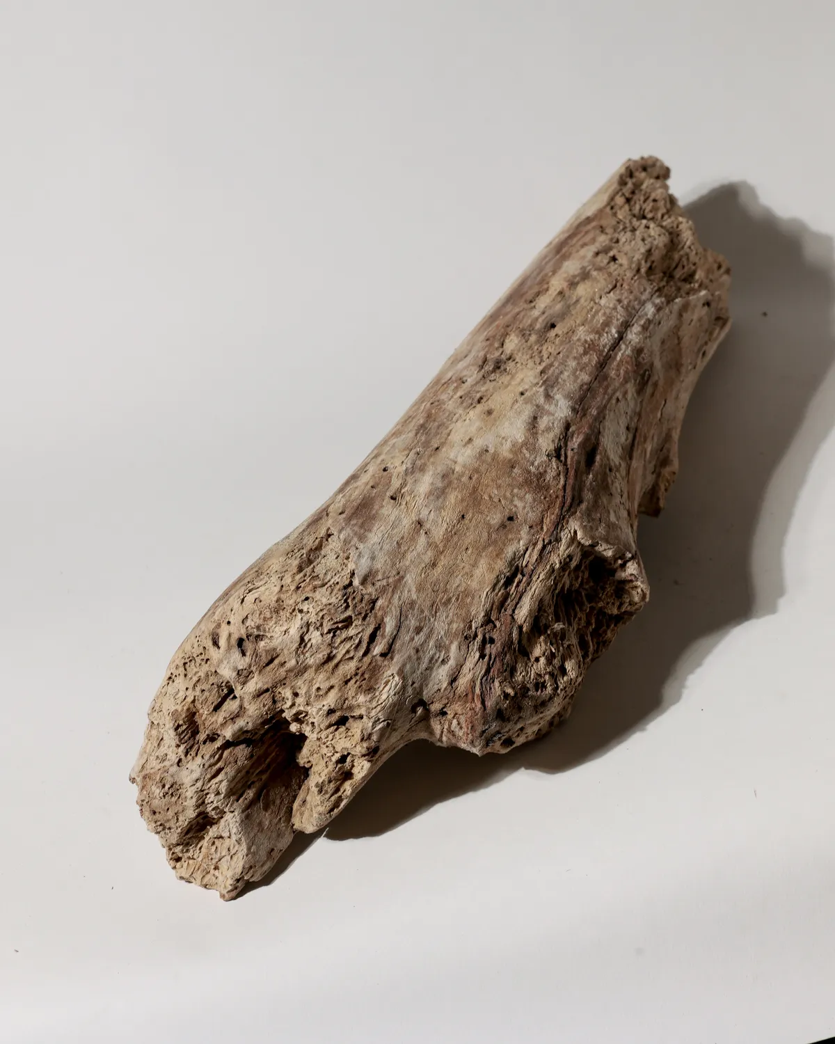 Rustic Weathered Tree Bark Natural Woodland Fragment California Driftwood 9