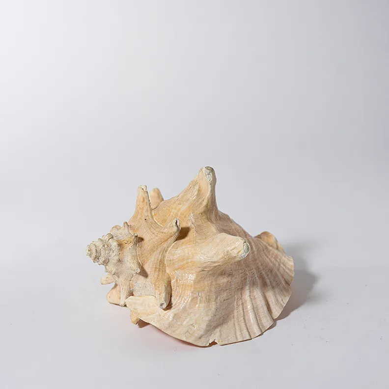 Giant Conch Shell - 7.5" x 5.5"