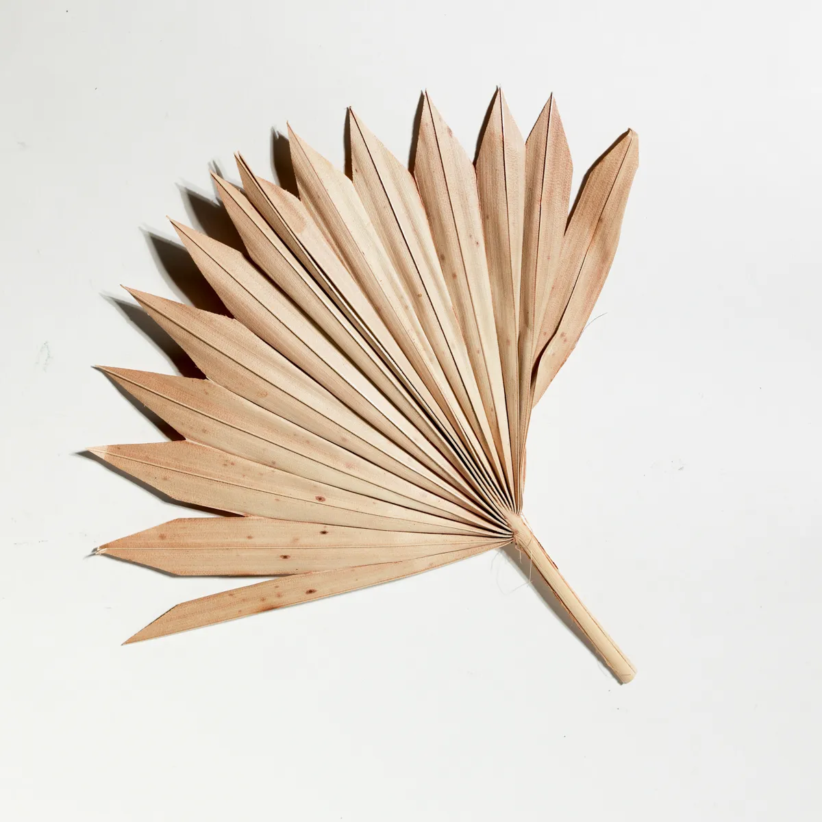 Dried Natural Fan Palm Leaf Boho Tropical Decor
