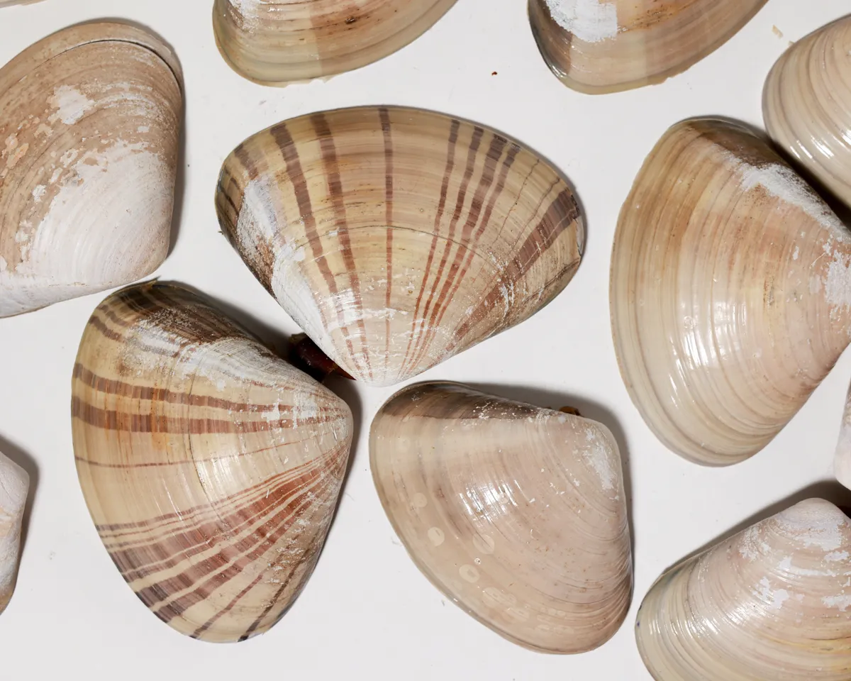 Natural Banded Clam Shells Coastal Beach Collection