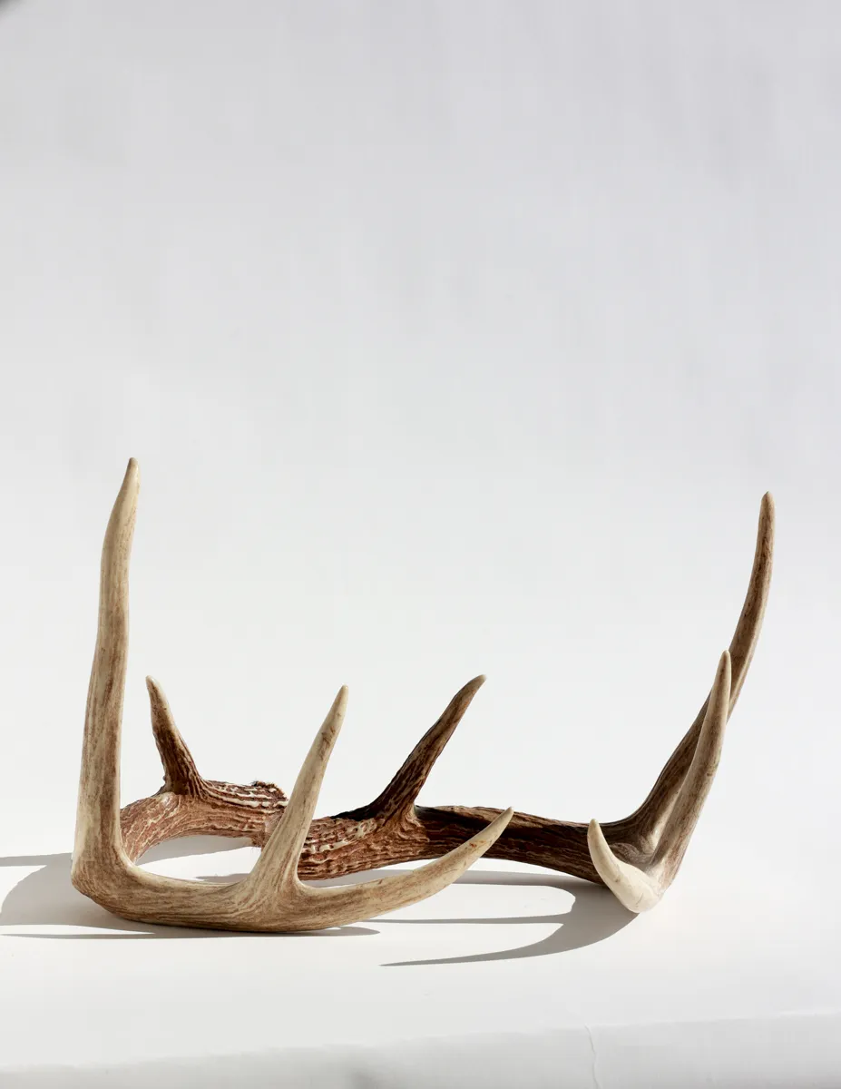 Pair of Deer Antler