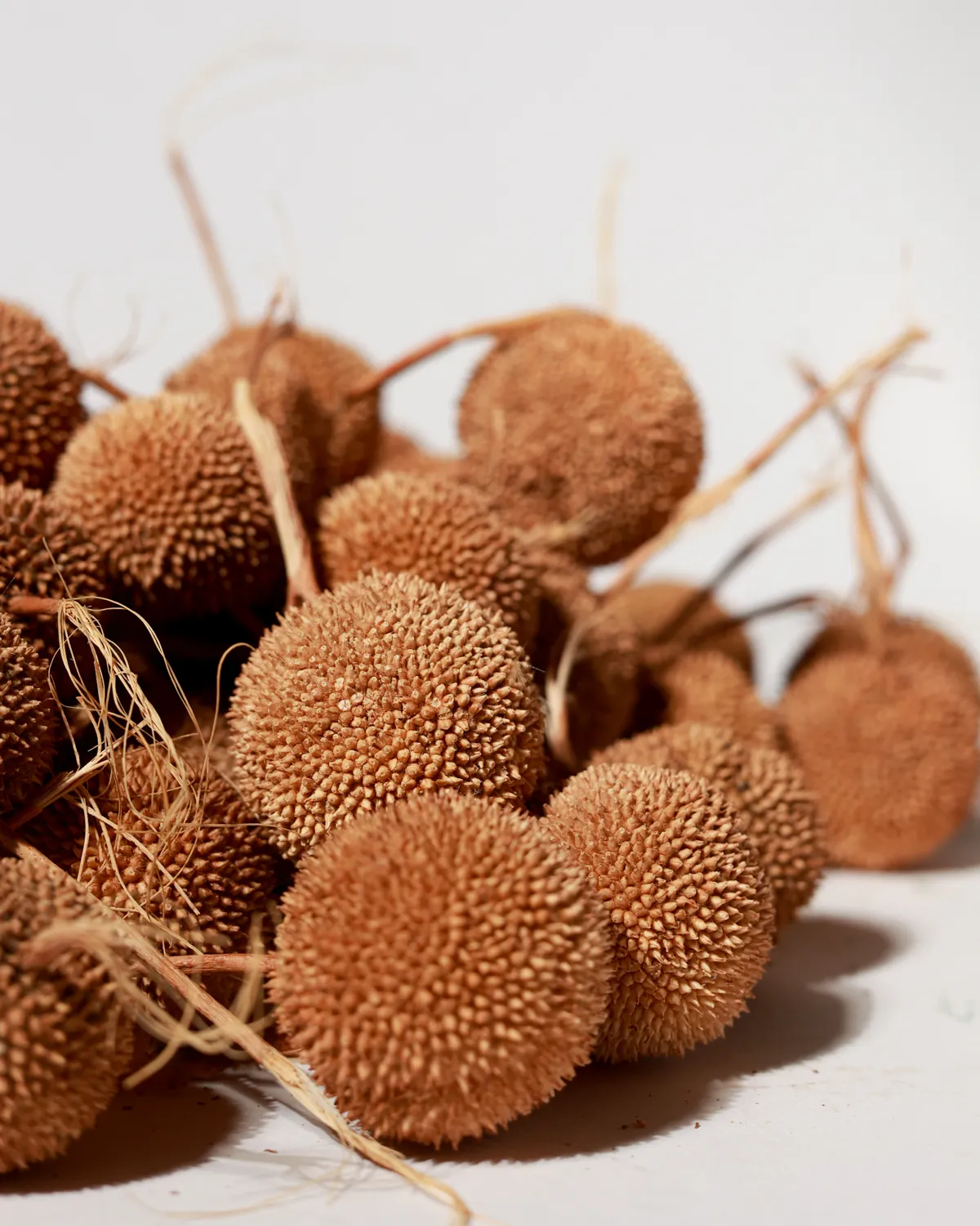 Dried Sycamore Seed Ball Cluster Natural Botanical, Ephimera, seed pod, texture