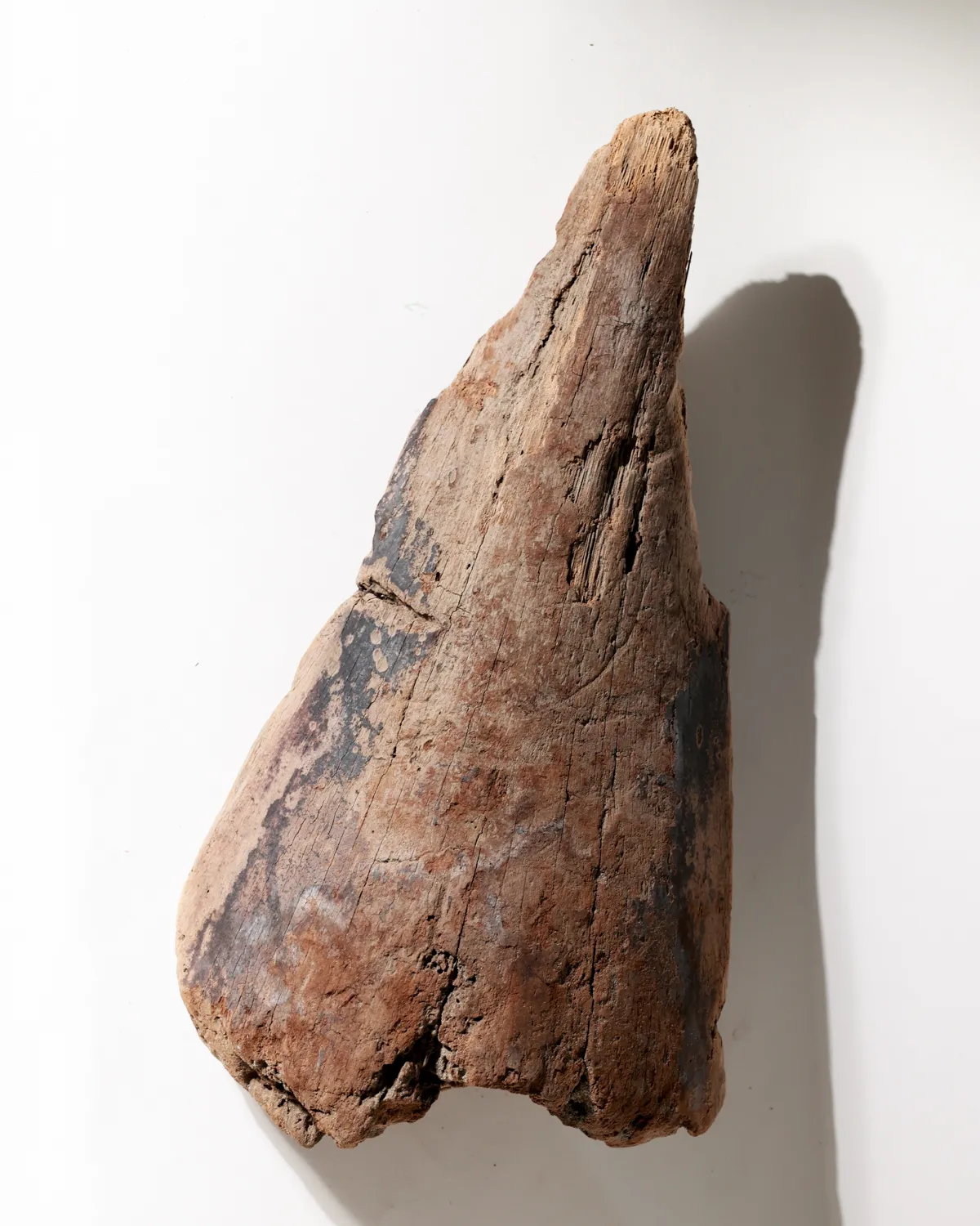 Rustic Weathered Tree Bark Natural Woodland Fragment California Driftwood 2