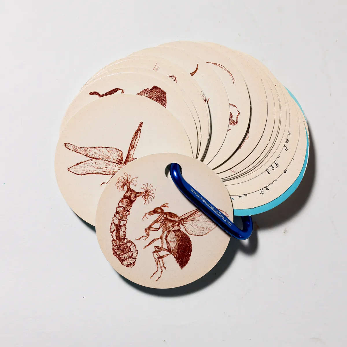 Natural History Insect Specimen Engraved Circular Tags