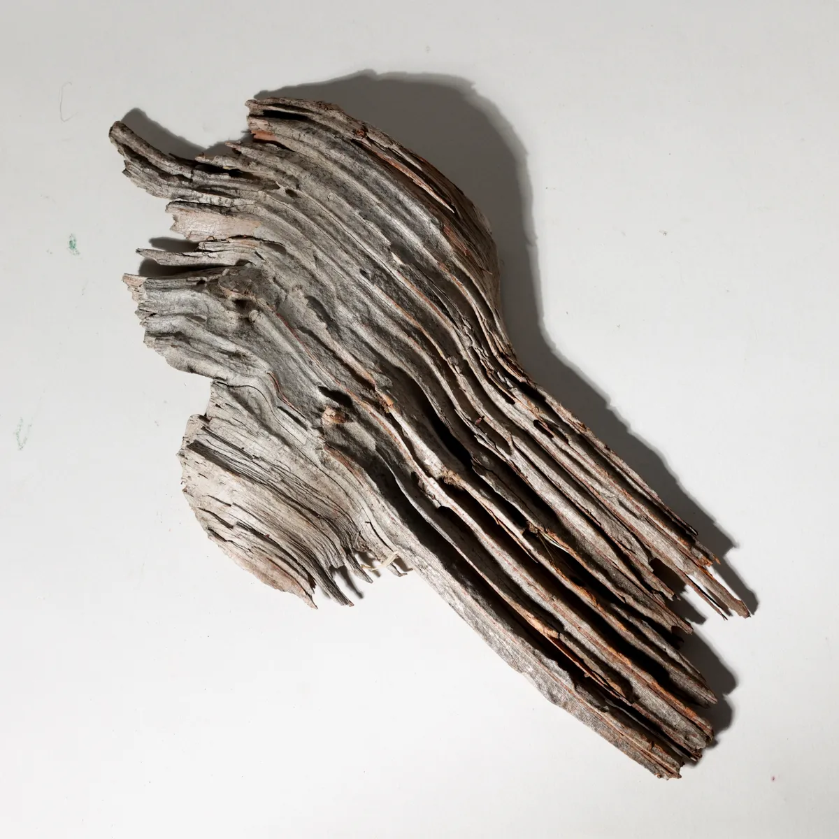 Rustic Weathered Tree Bark Natural Woodland Fragment California Driftwood 3