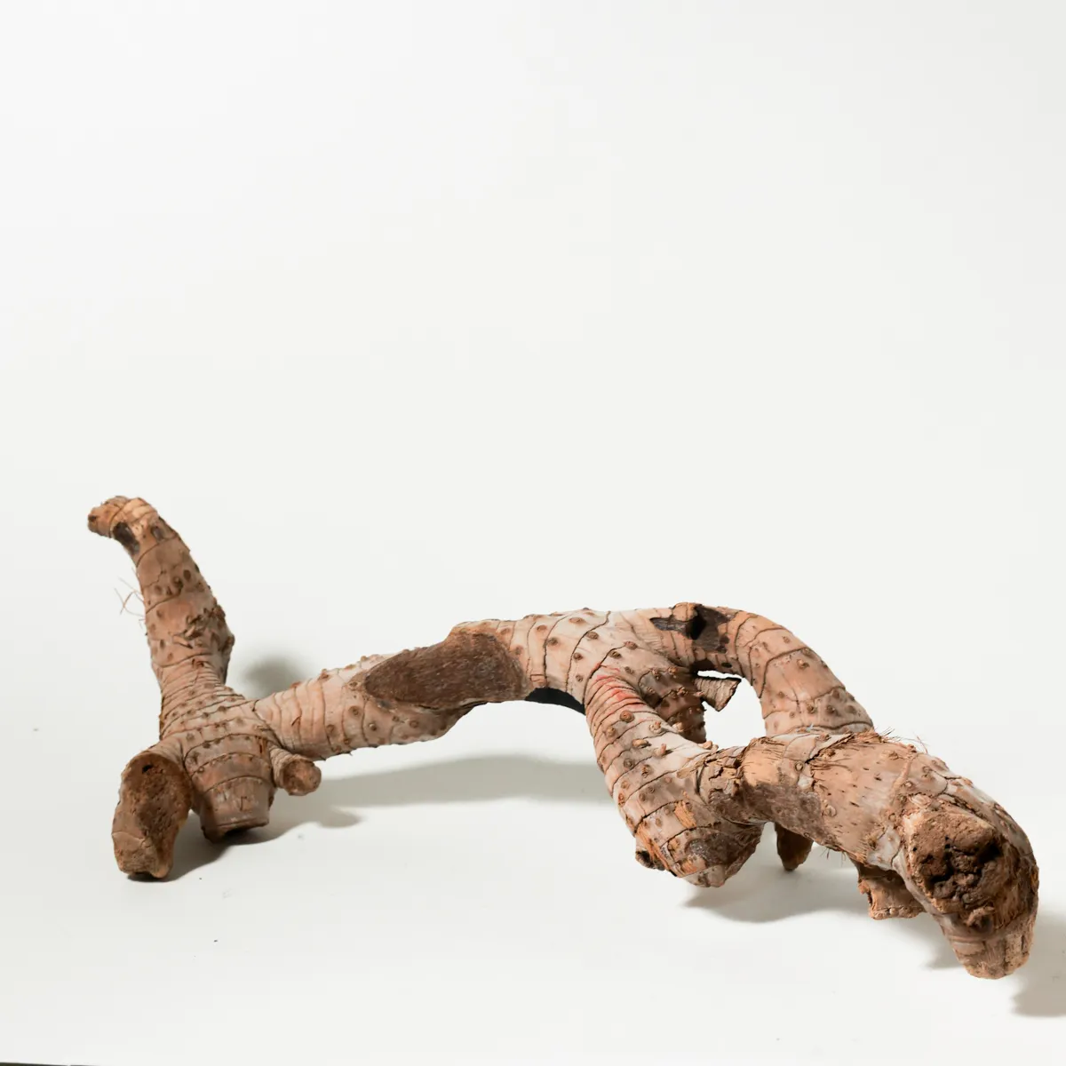 Rustic Weathered Tree Bark Natural Woodland Fragment California Driftwood cactus 20