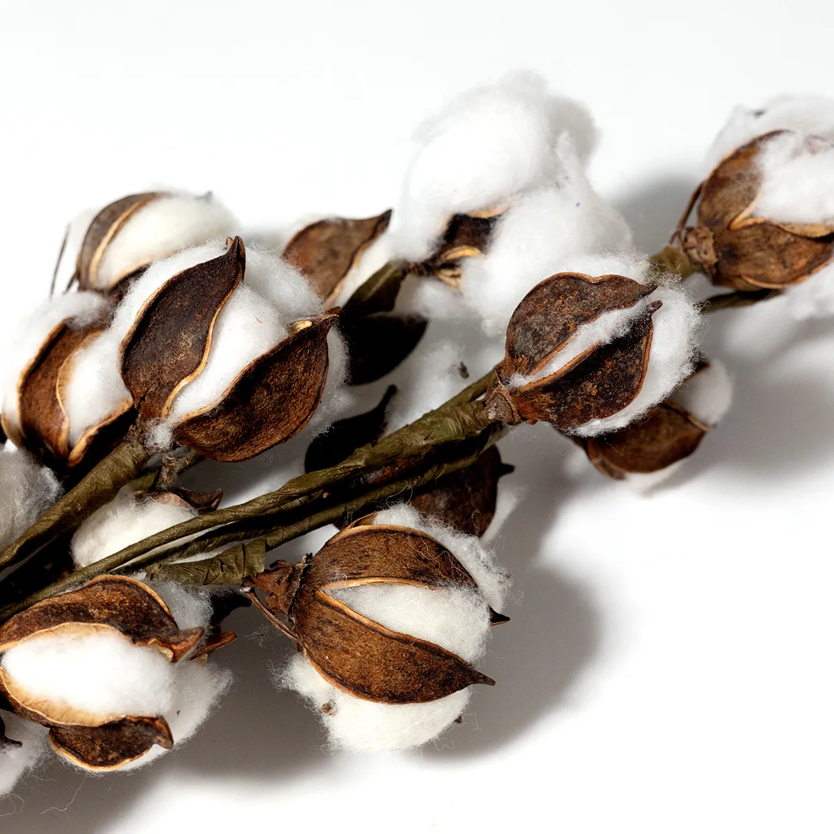 Dried Cotton branch