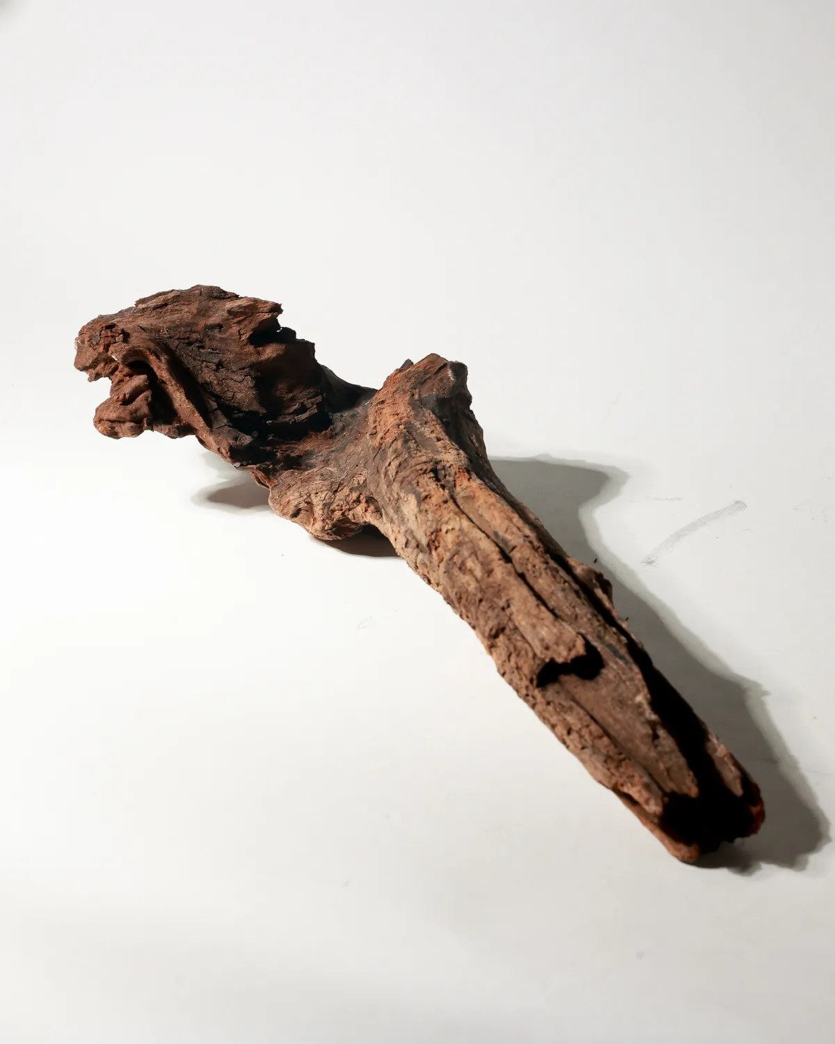 Rustic Weathered Tree Bark Natural Woodland Fragment California Driftwood 7