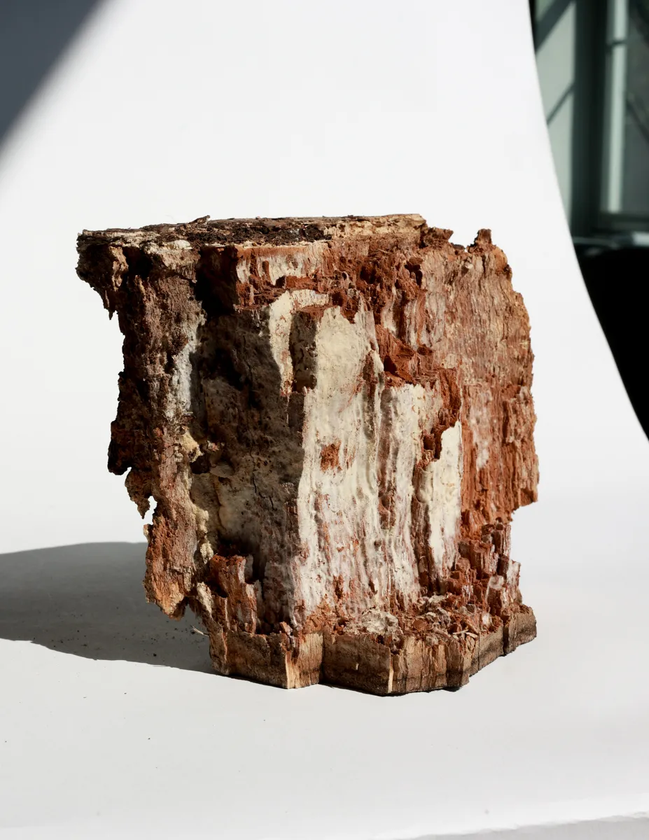 Weather Textured, Dried Tree Stump with Mushroom. Earthly, Details, Still Life