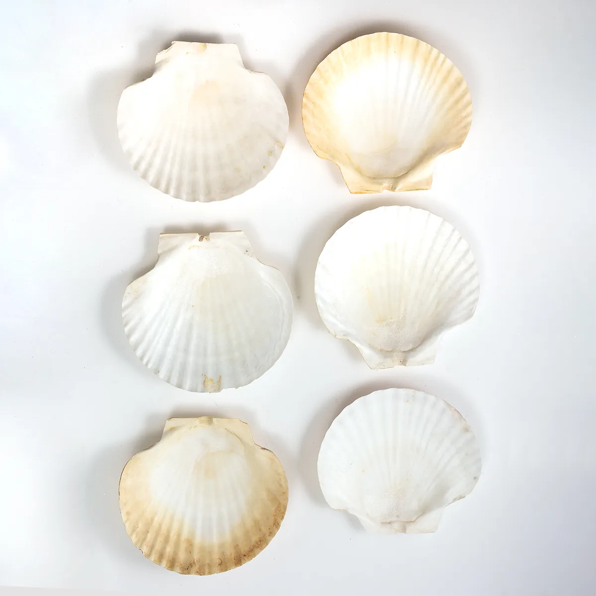 Polished Lions Paw Scallop Shell Large Seashells White, Orange and Rust color - 6.5" x 7"