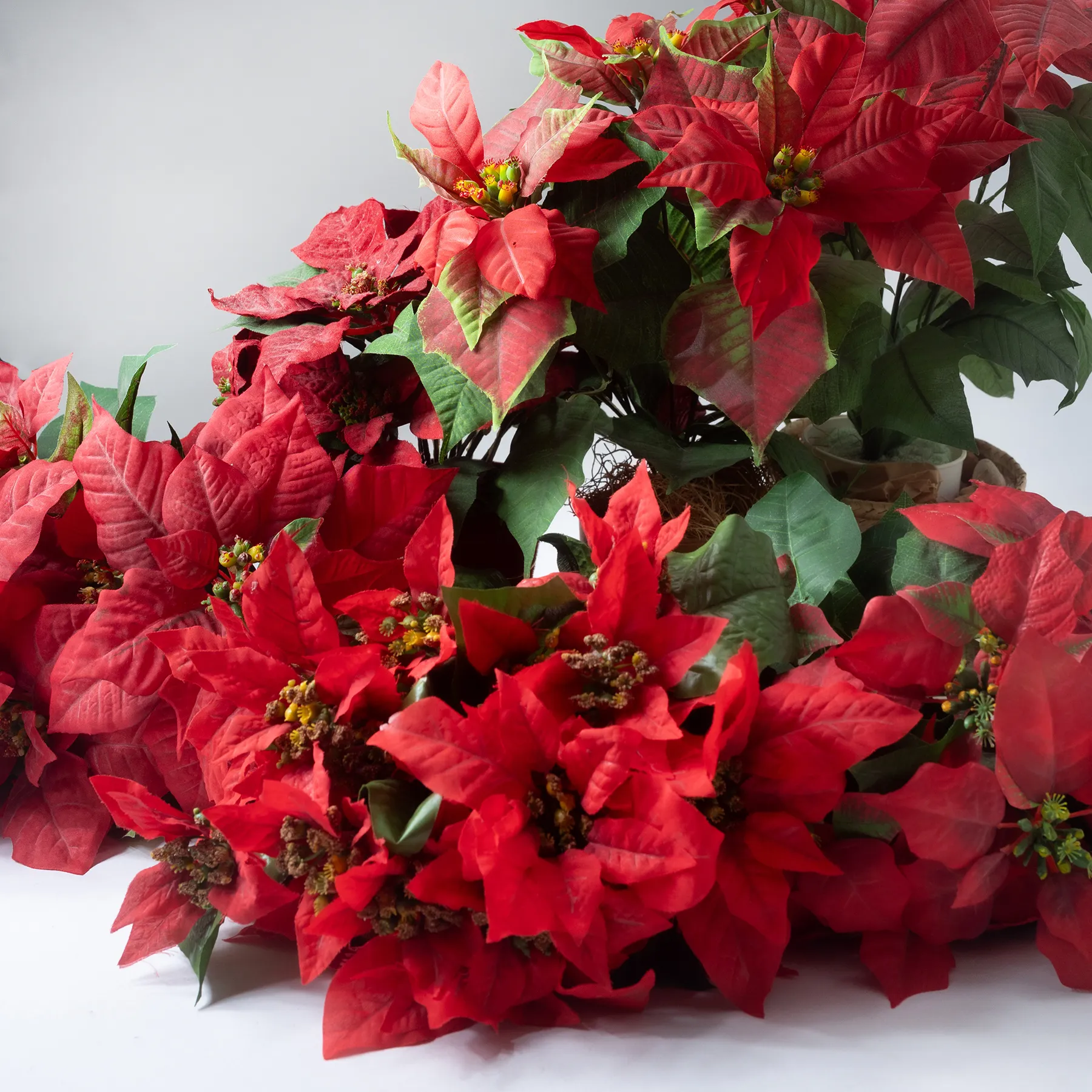 Assorted Poinsettias