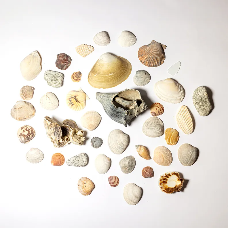 Large Bag Collection of Sea Shells