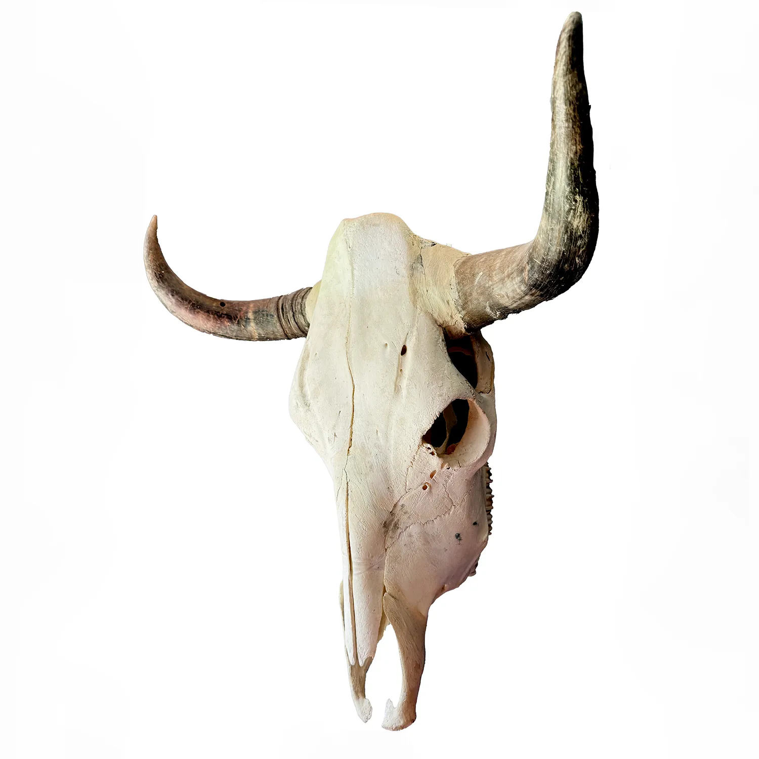 Natural Cow Skull with Horns