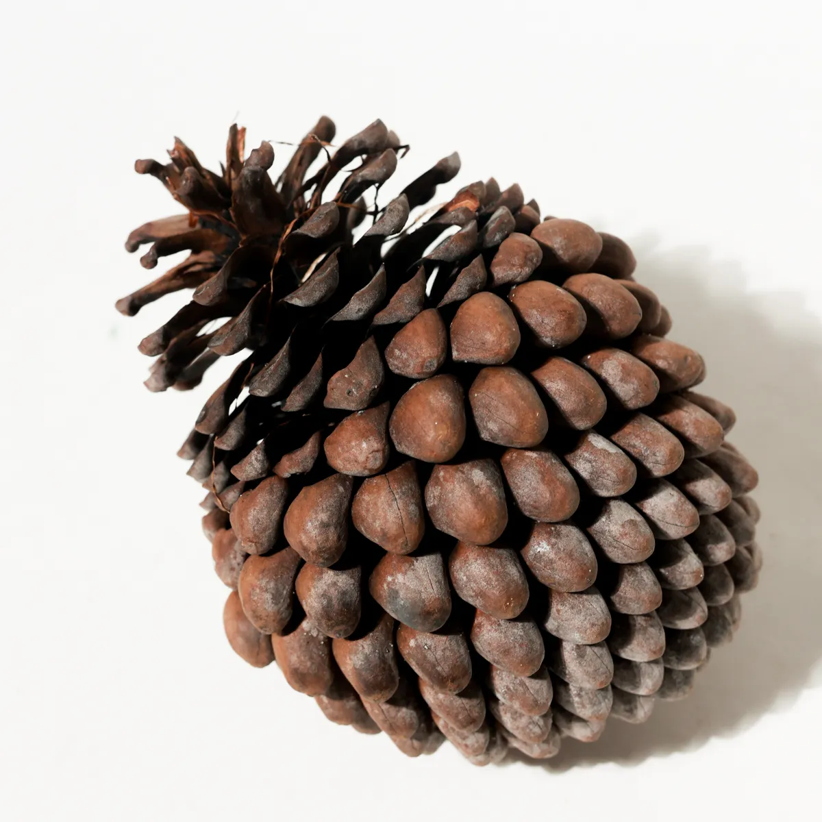 Rustic Weathered Tree Bark Natural Woodland Fragment California Driftwood pinecone 21