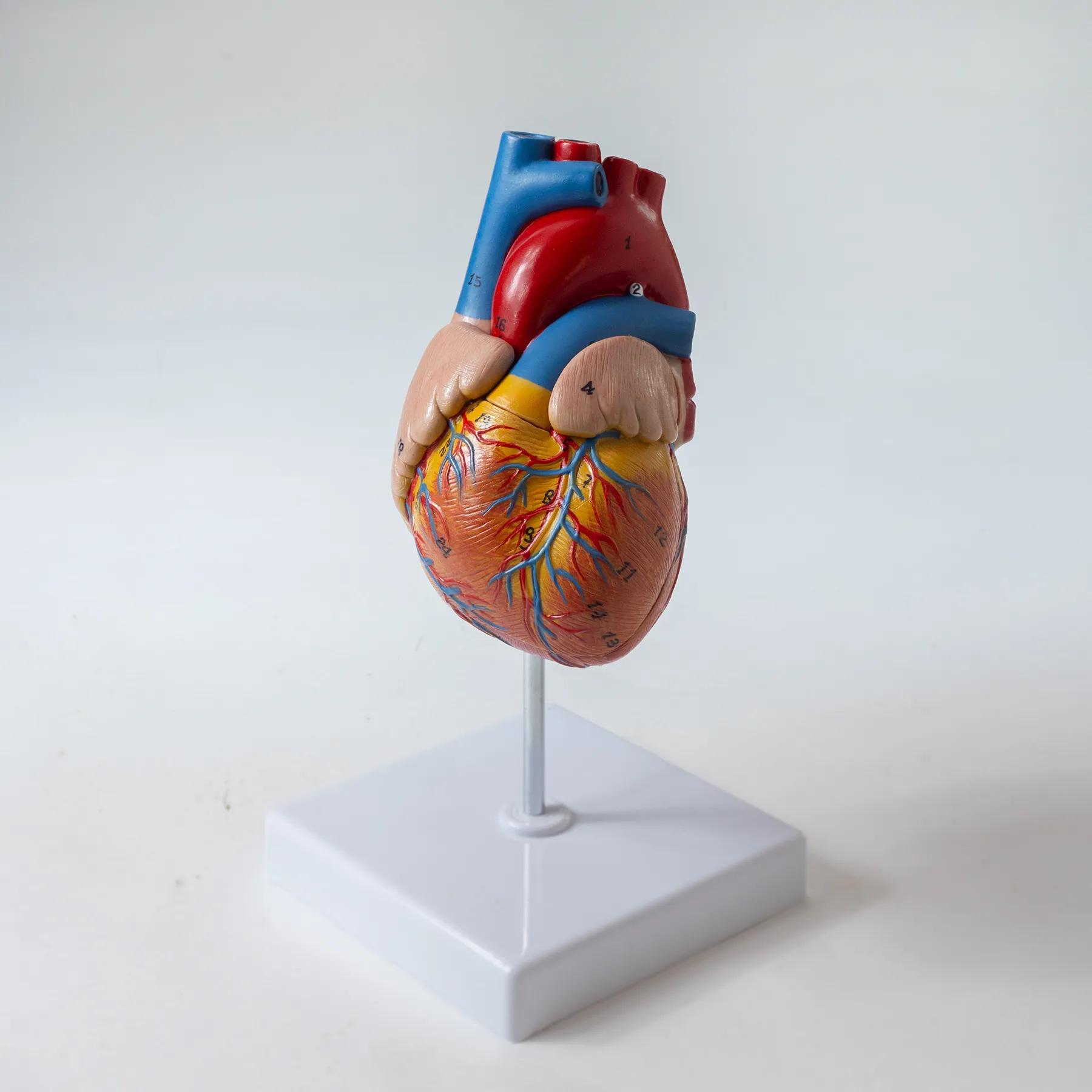 Science Heart Model on Plastic White Stand