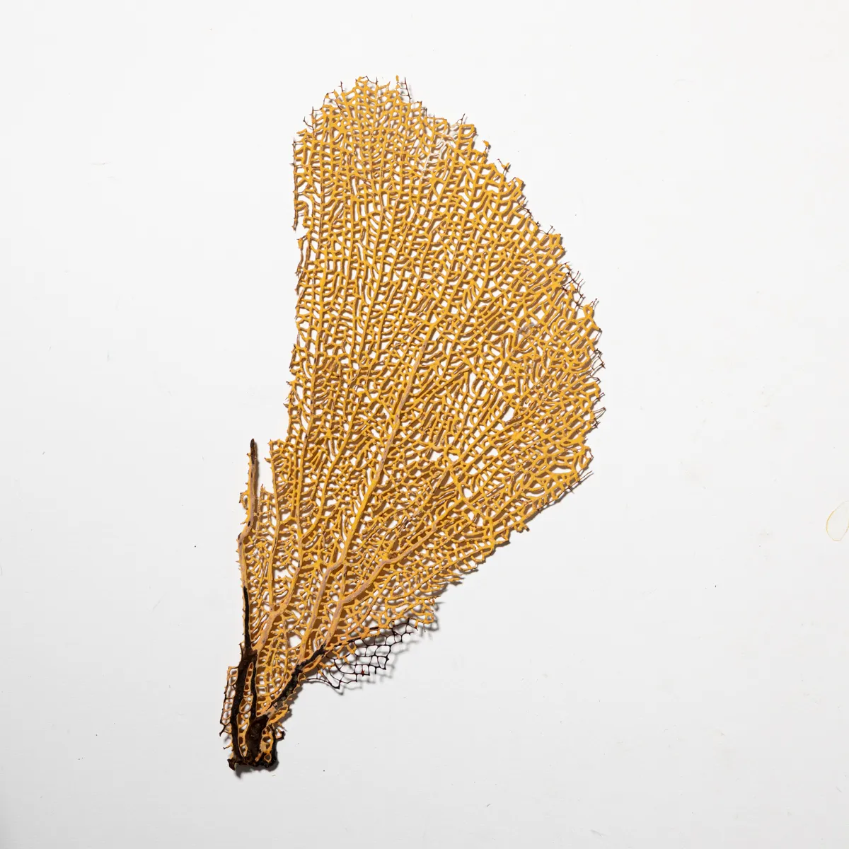 Real preserved dried sea fan, soft coral home decor