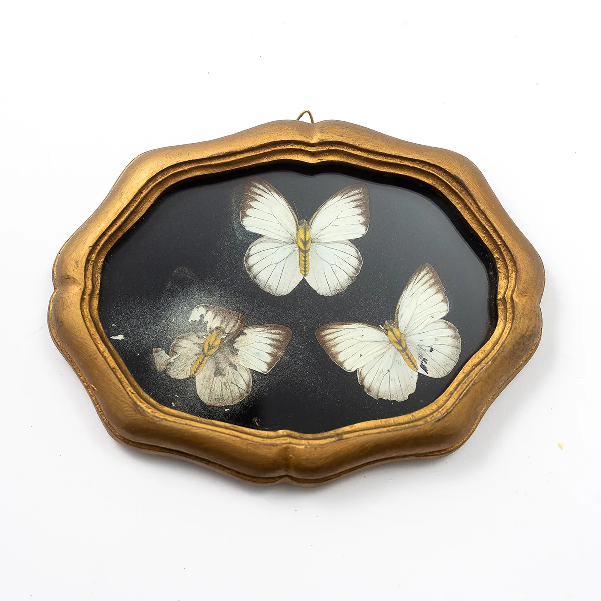 Framed Butterfly Taxidermy wall art, unique table ware - 8" x 5.75"