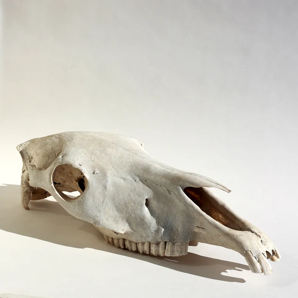 Natural Organic Horse Skull