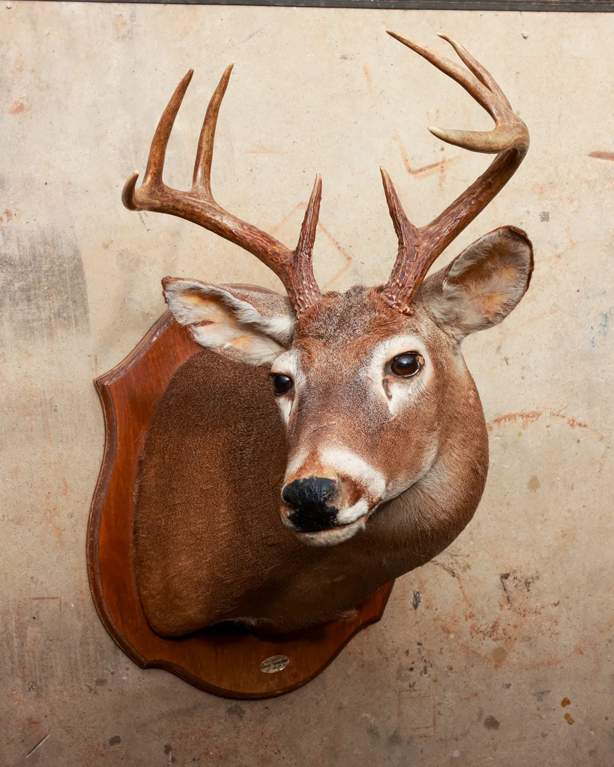 Whitetail Buck Taxidermy Mount Walnut Shield Plaque