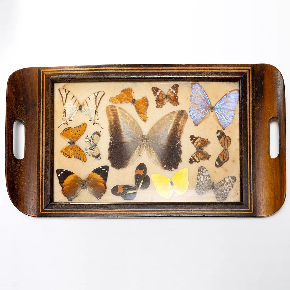 Antique Italian Inlaid Wood Tray Butterfly Specimen Moth Insect Curiosity Taxidermy