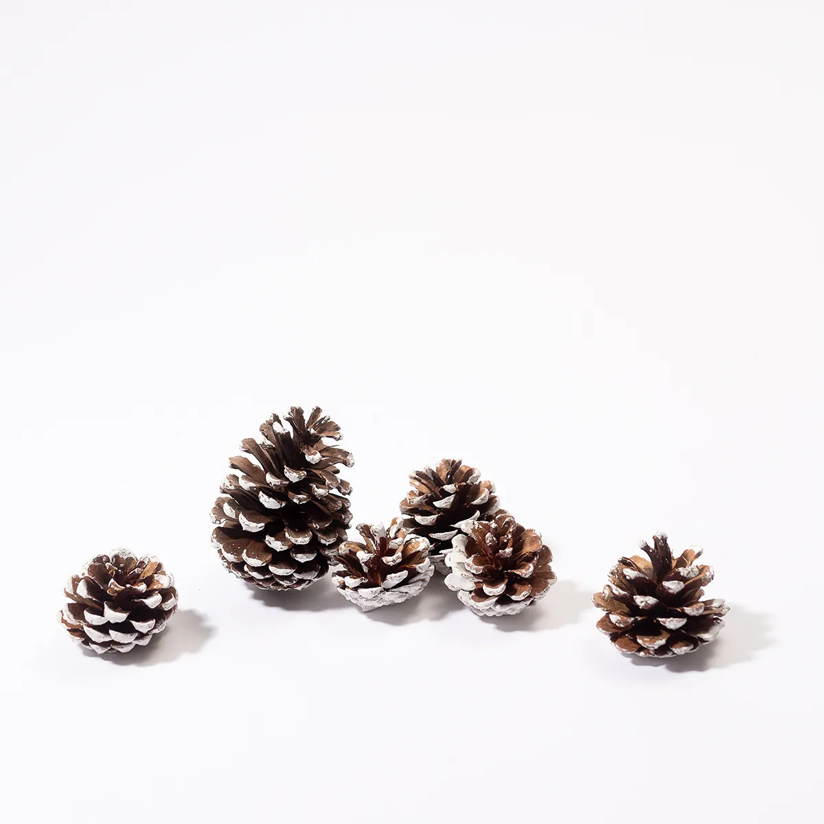 White Frosted Pine Cones