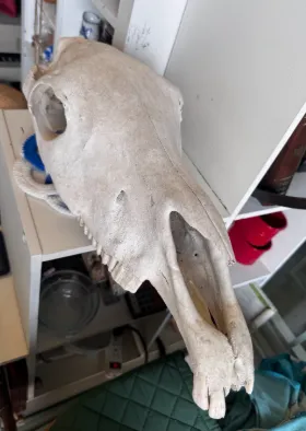Natural Organic Horse Skull