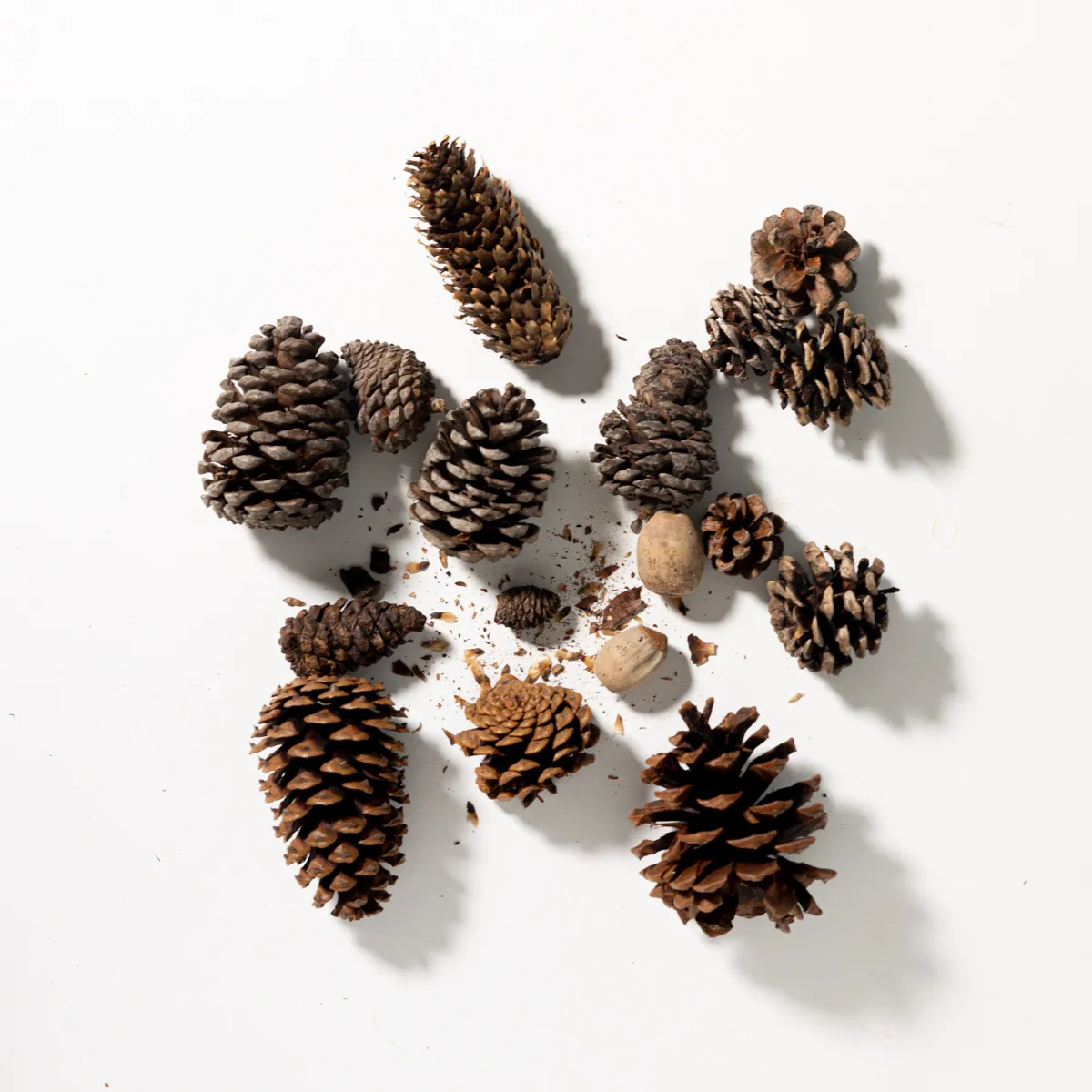 Natural Found in Nature Pinecones