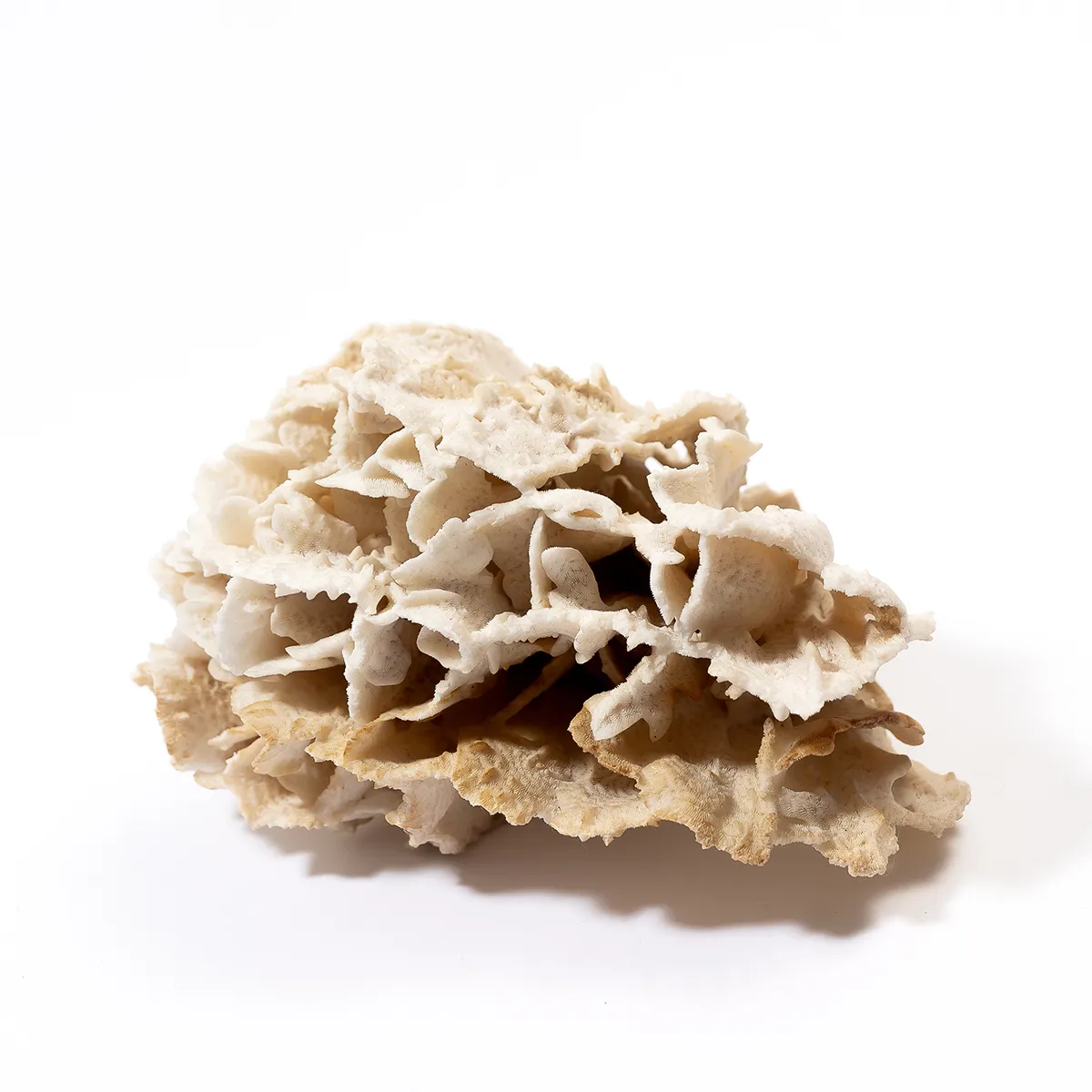 Giant Corral Specimen, White Natural, Sea, Nautical - 7" x 5" x 5.5"