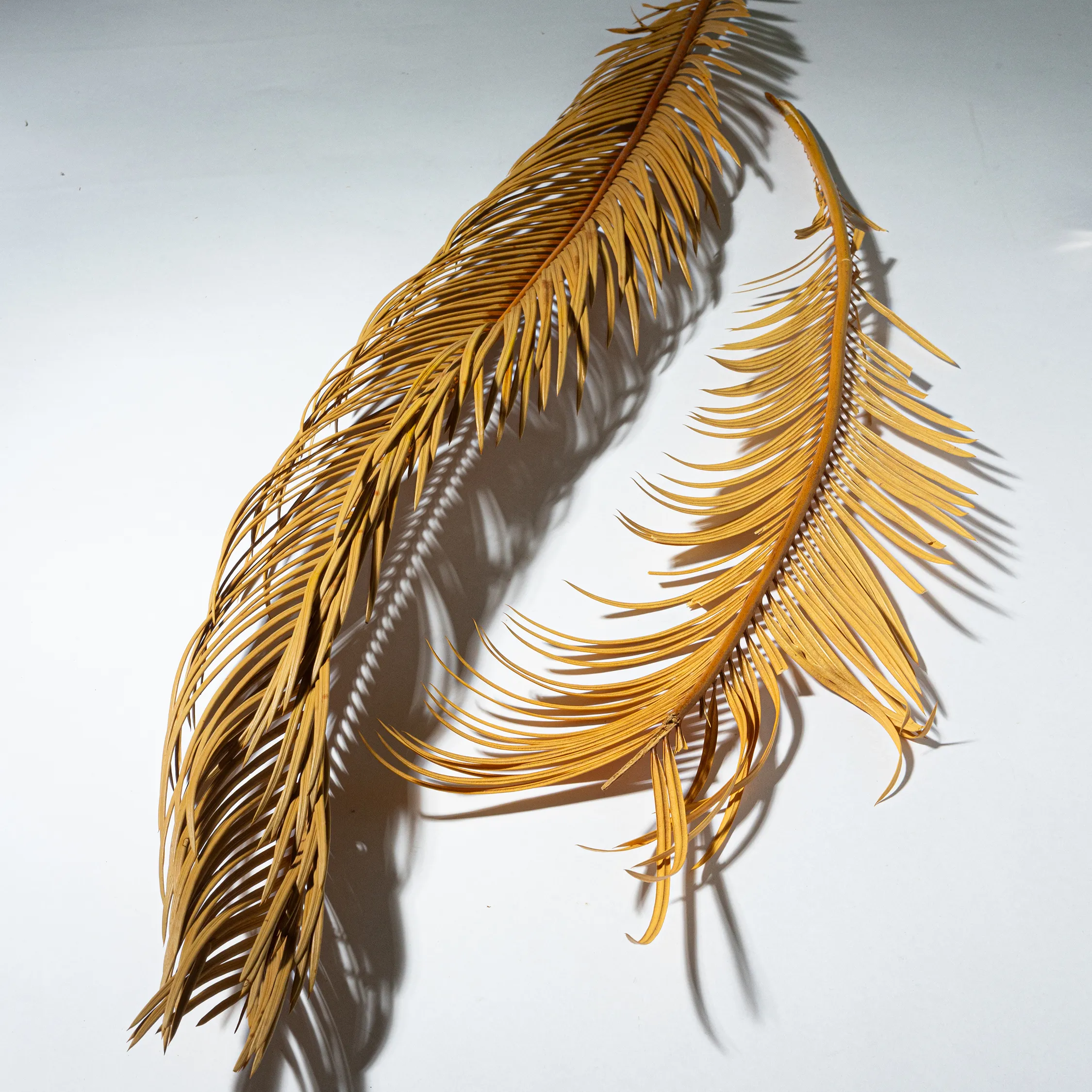 Natural Dead Dried Yellow Palm Leaves