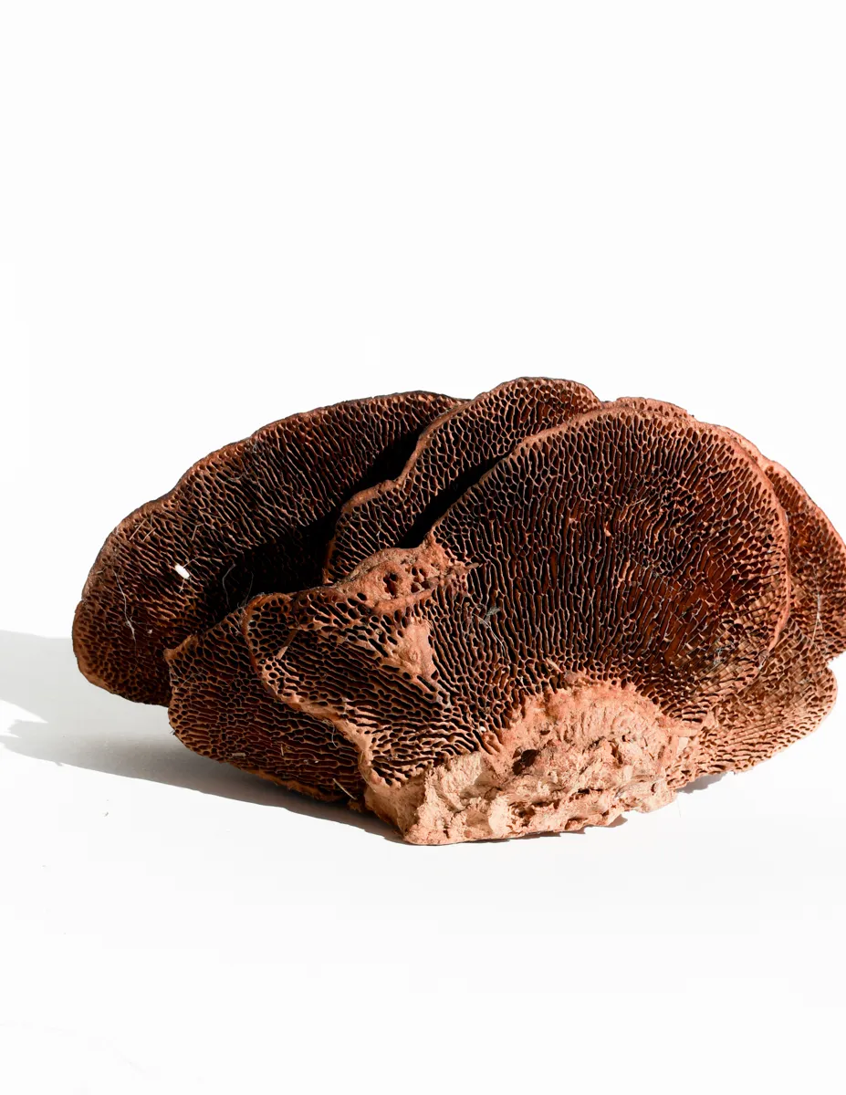 Dried Mushroom Textured Backdrop