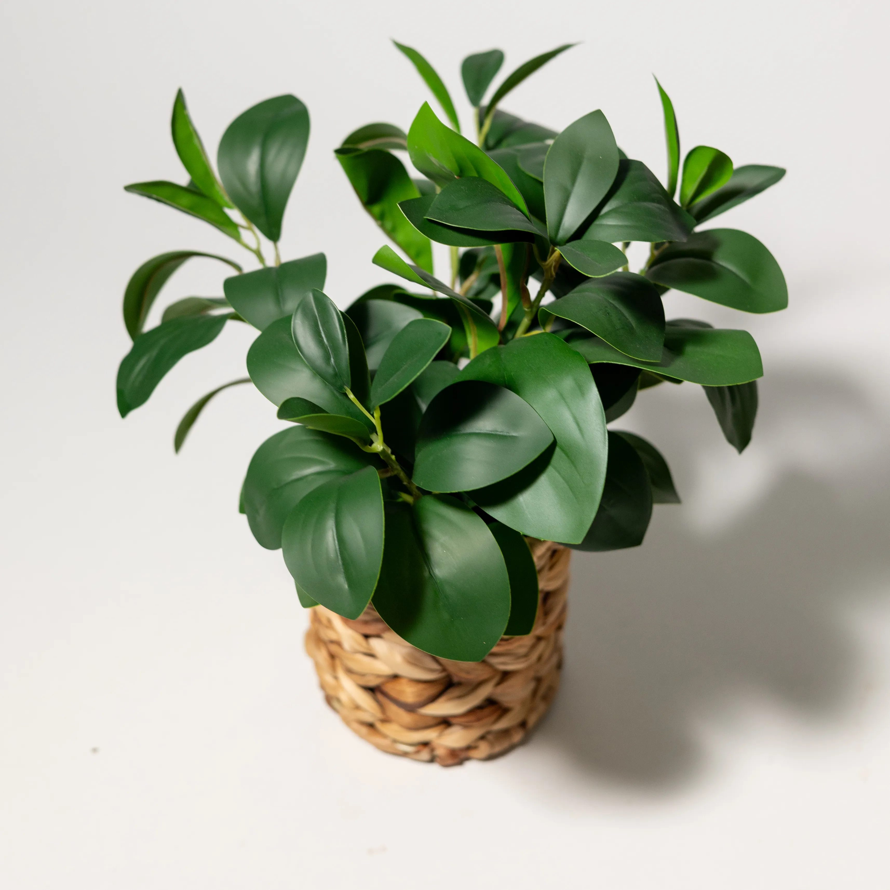 Artificial Peperomia Plant in Natural Wicker Basket
