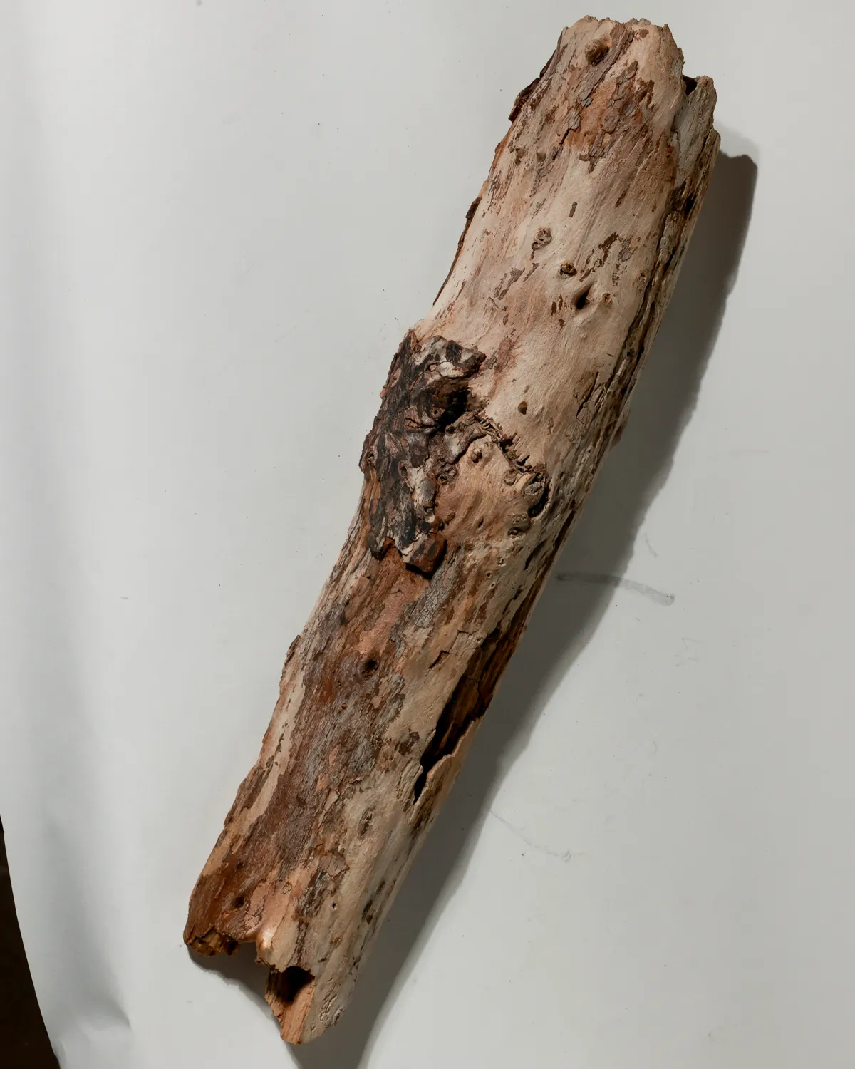 Rustic Weathered Tree Bark Natural Woodland Fragment California Driftwood 8