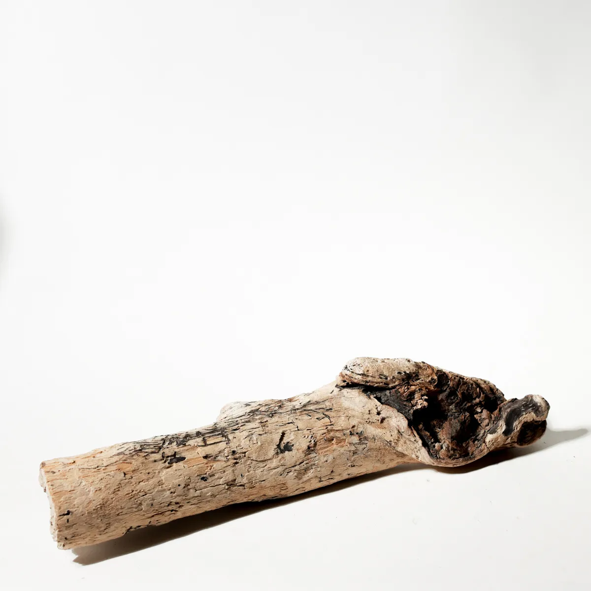 Rustic Weathered Tree Bark Natural Woodland Fragment Califonia Driftwood 12