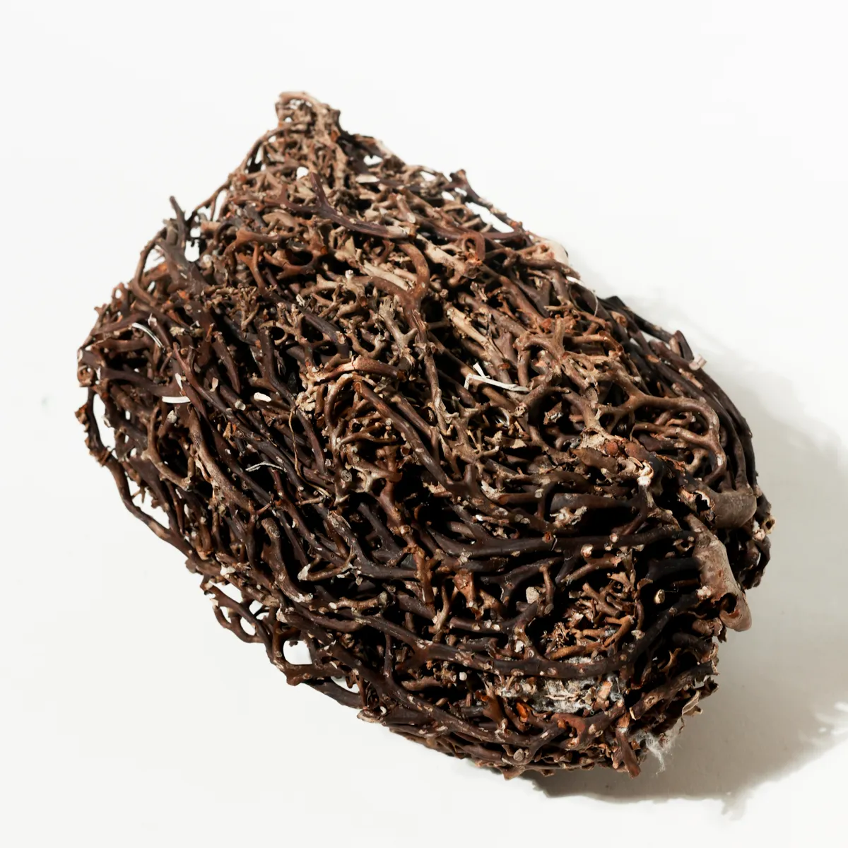 Rustic Weathered Tree Bark Natural Woodland Fragment California Driftwood root ball 22