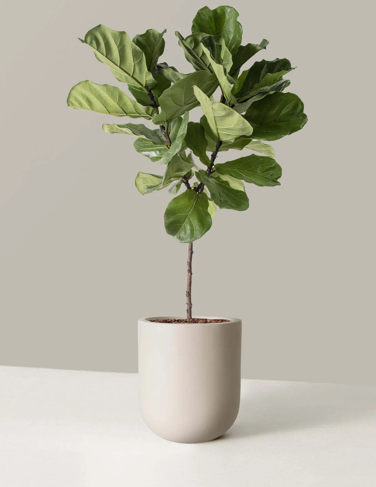 Faux plant