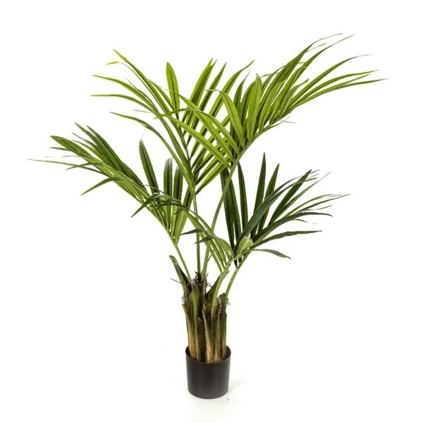 Kentia palm - 175cm