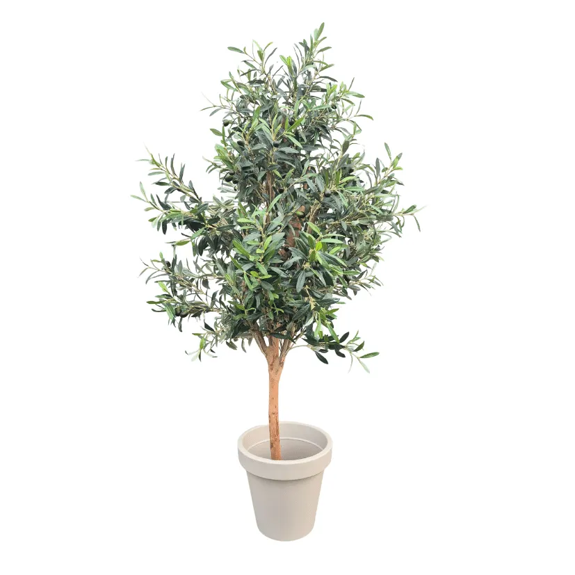 Olijfboom - 150cm