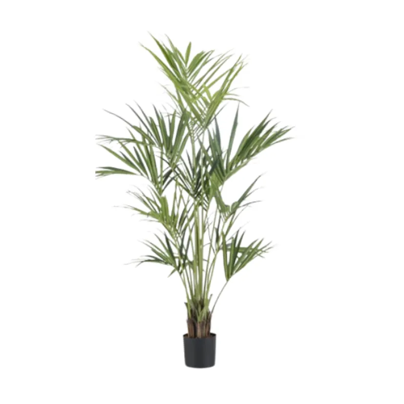 Kentia palm - 175cm