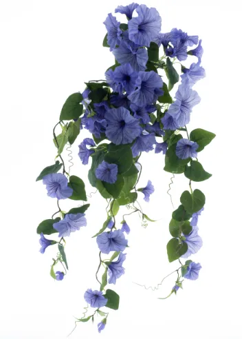 Kunst Petunia - paars