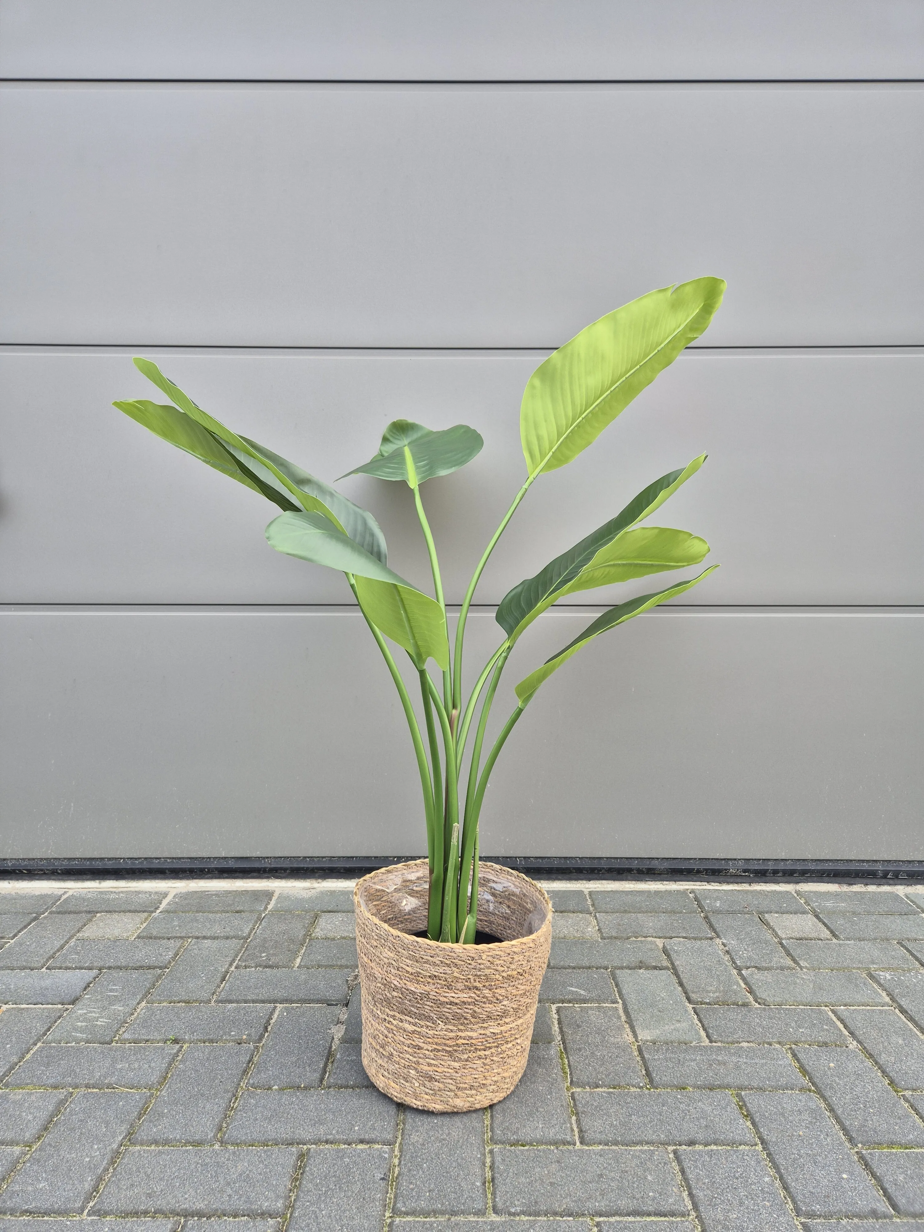 Strelitzia 120cm