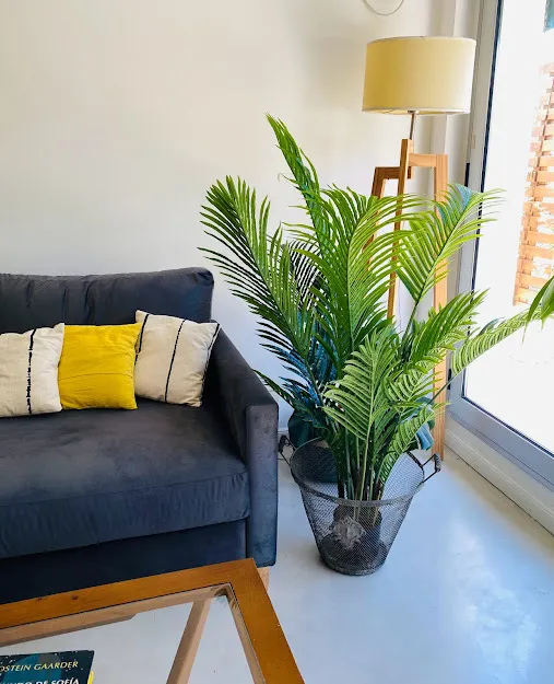 PALMERA ARECA MEDIANA 1,50 MT