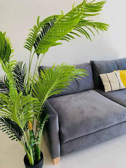 PALMERA ARECA ALTA 1.80 ALT