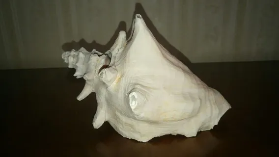 CARACOLES GRANDES VARIOS