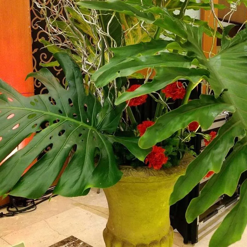 HOJAS GRANDES /CHICOS  PATA  DE ELEFANTE Y COSTILLA ADAN