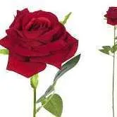 ROSAS ROJAS ATERCIOPELADAS