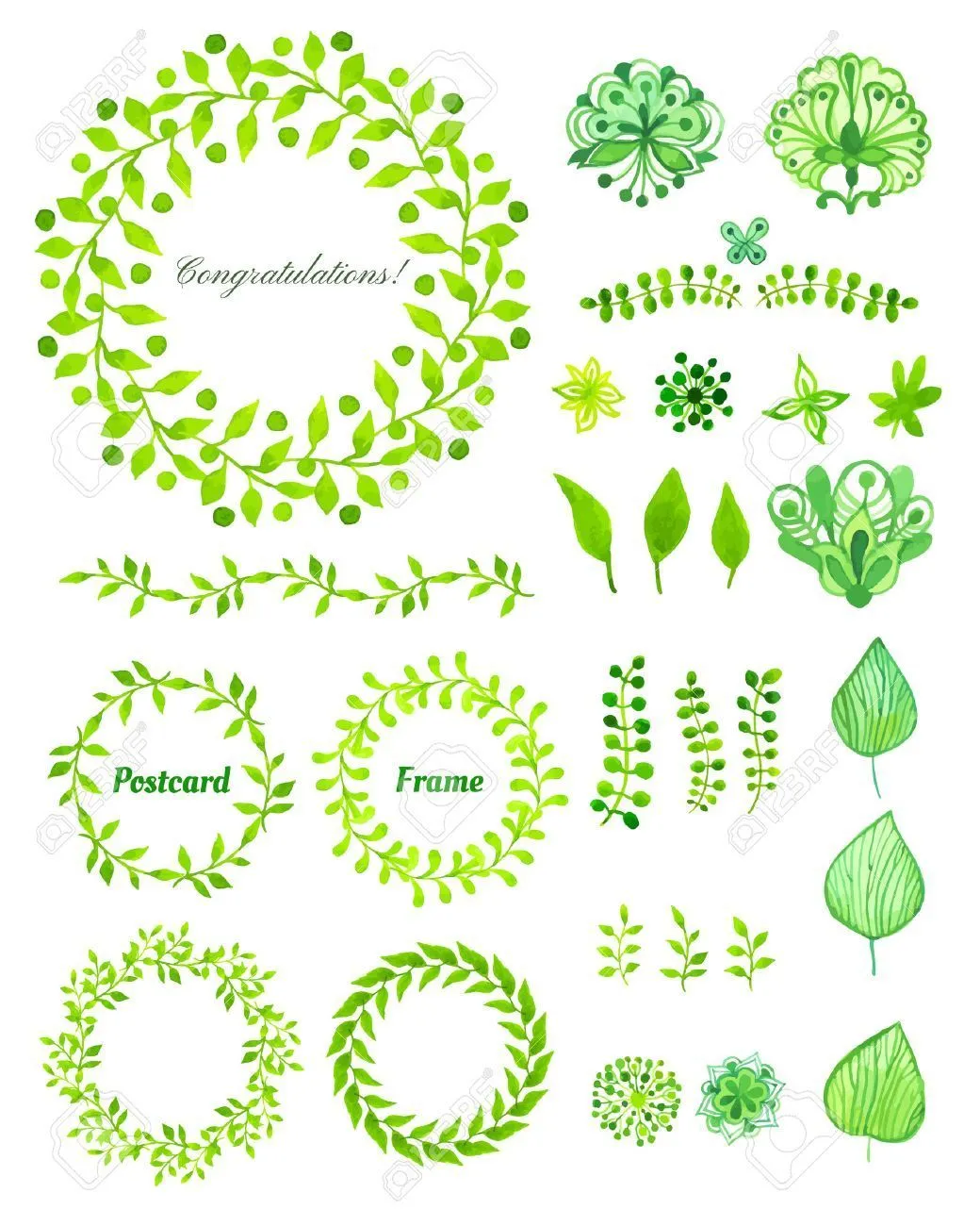 Conjunto  de  Hojas de Helechos verdes 