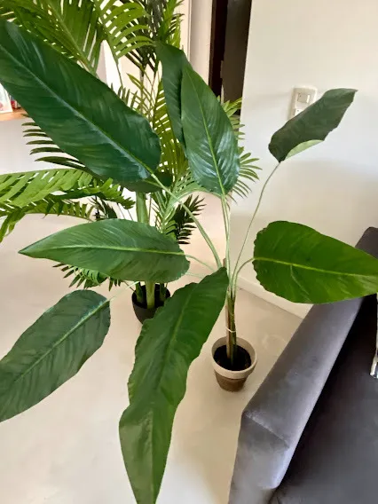 PLANTA  PARAISO  Alt 1.60