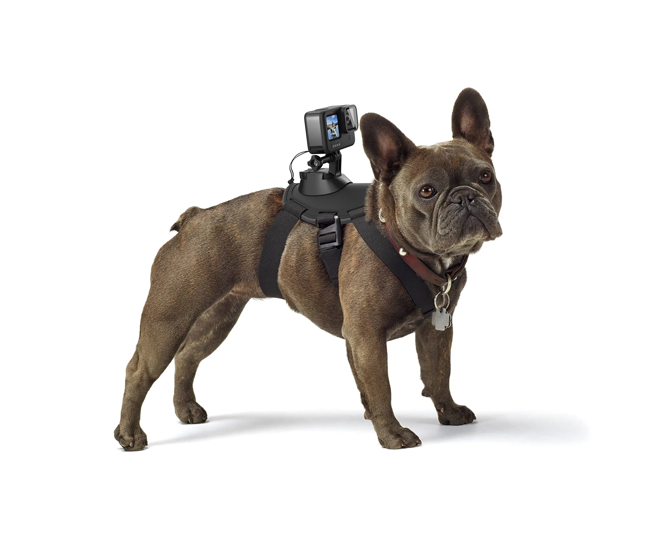 GoPro Fetch Dog Harness