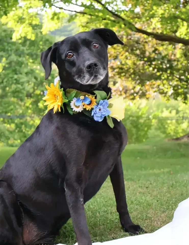 Custom Wedding Dog Collar